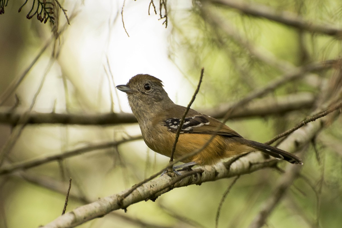 Variable Antshrike - ML29500341