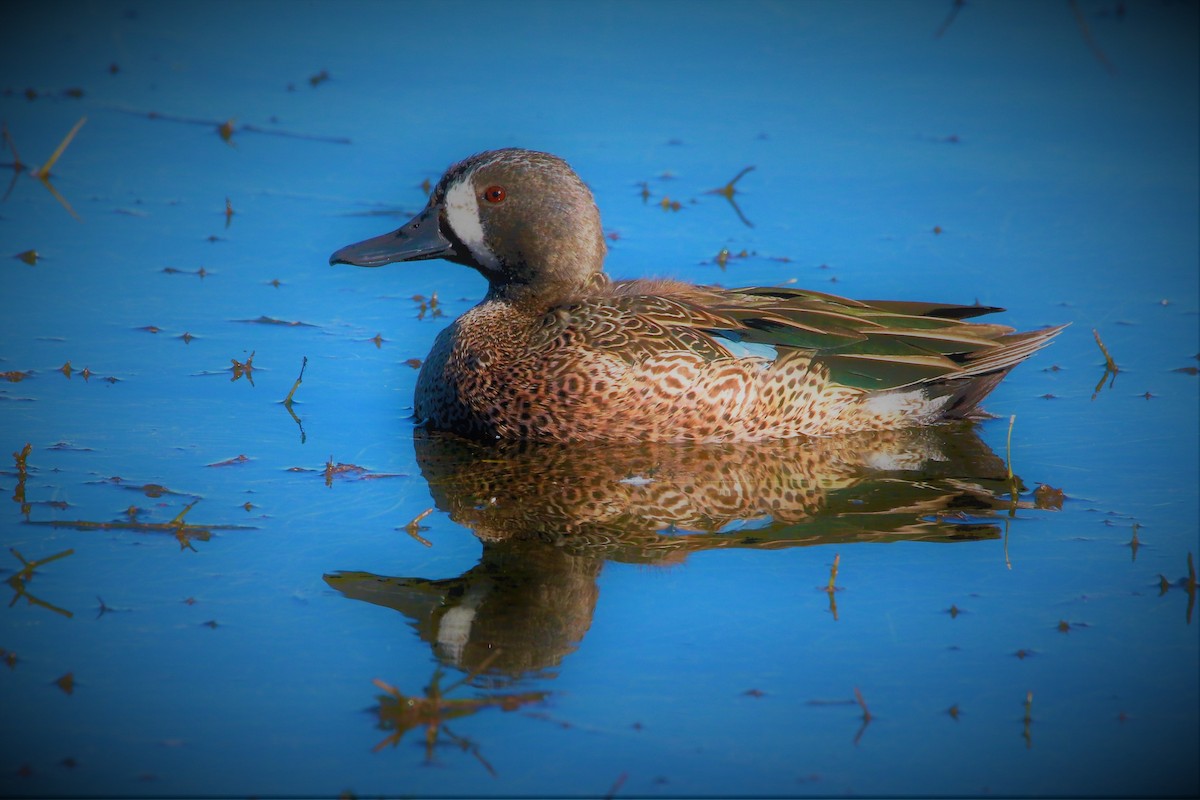 Blue-winged Teal - FELIPE SAN MARTIN