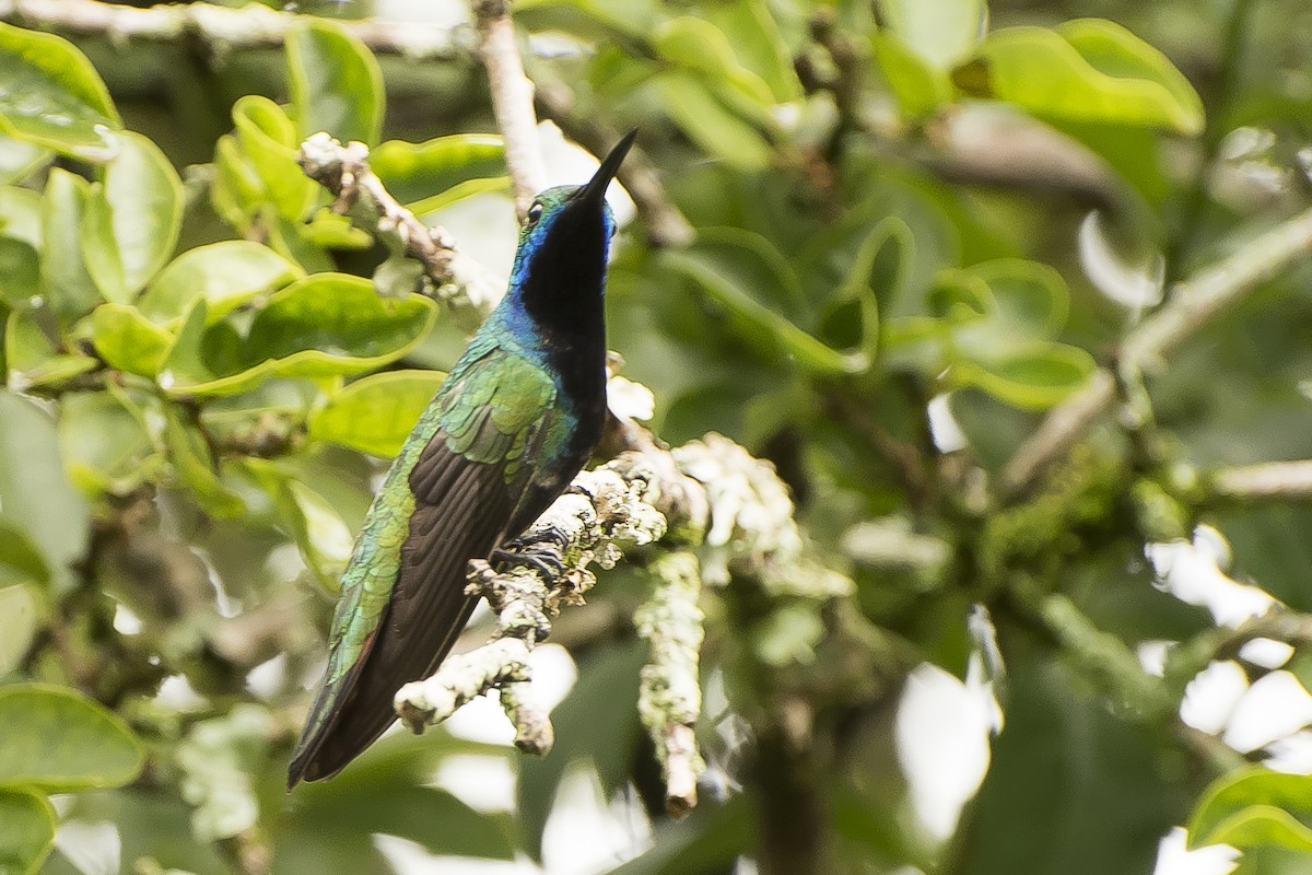 Black-throated Mango - ML29500421