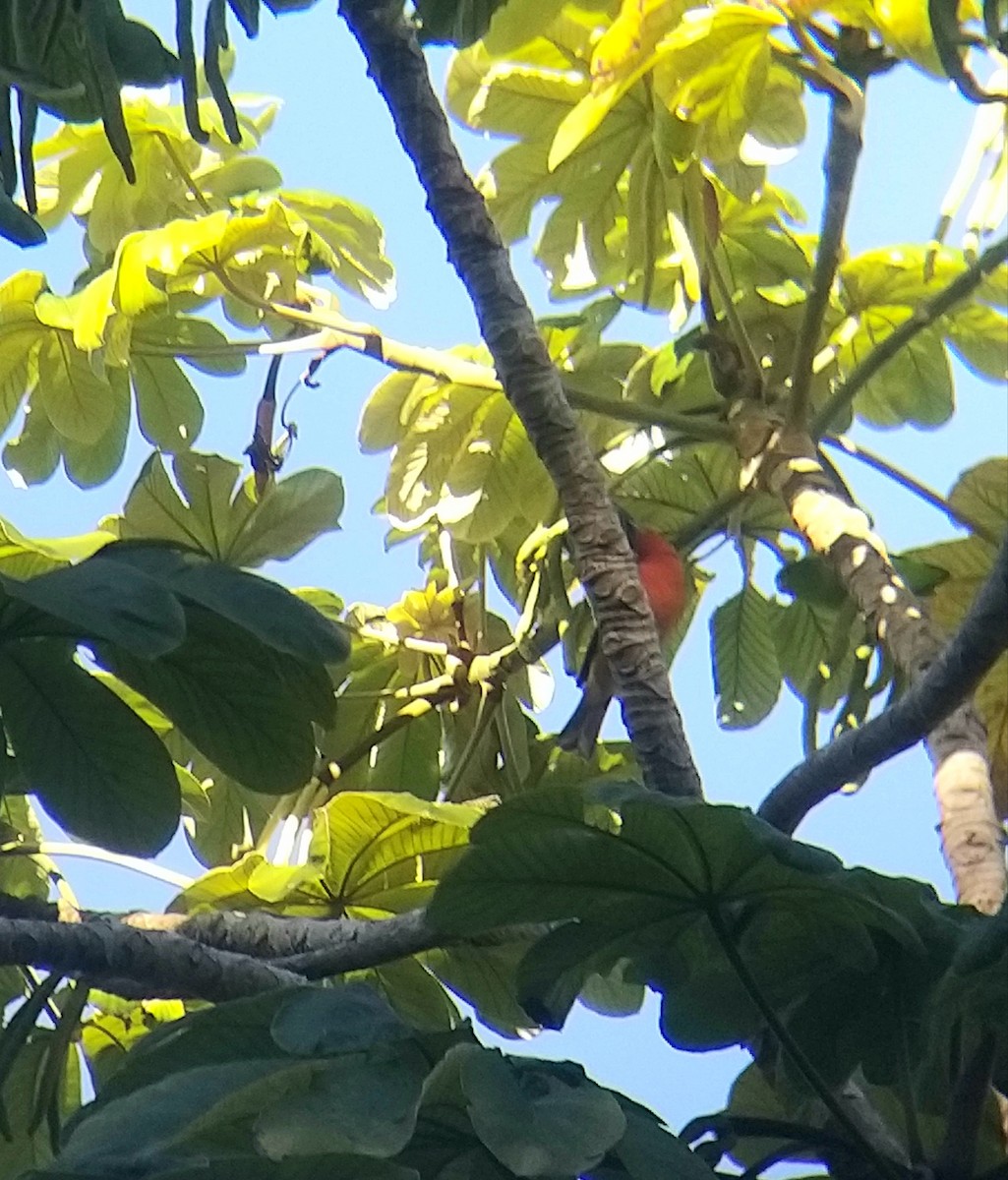Summer Tanager - ML295004281