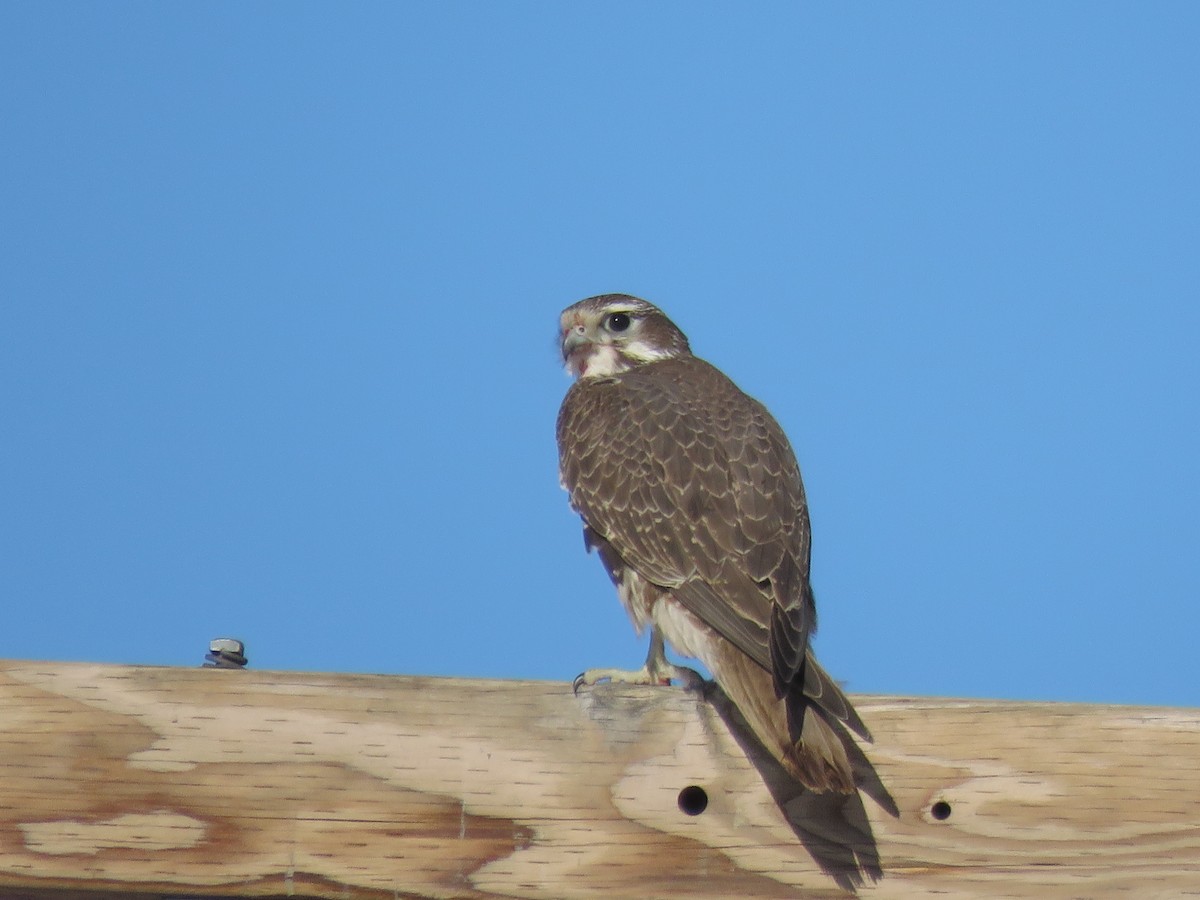 Prairie Falcon - ML295004291