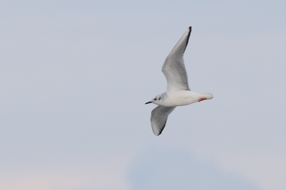 Bonaparte's Gull - ML295004511