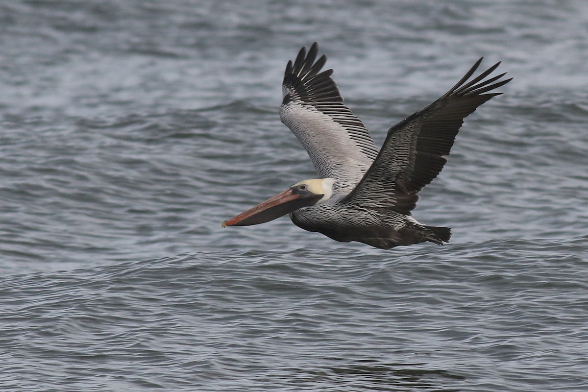 Brown Pelican - ML295004581