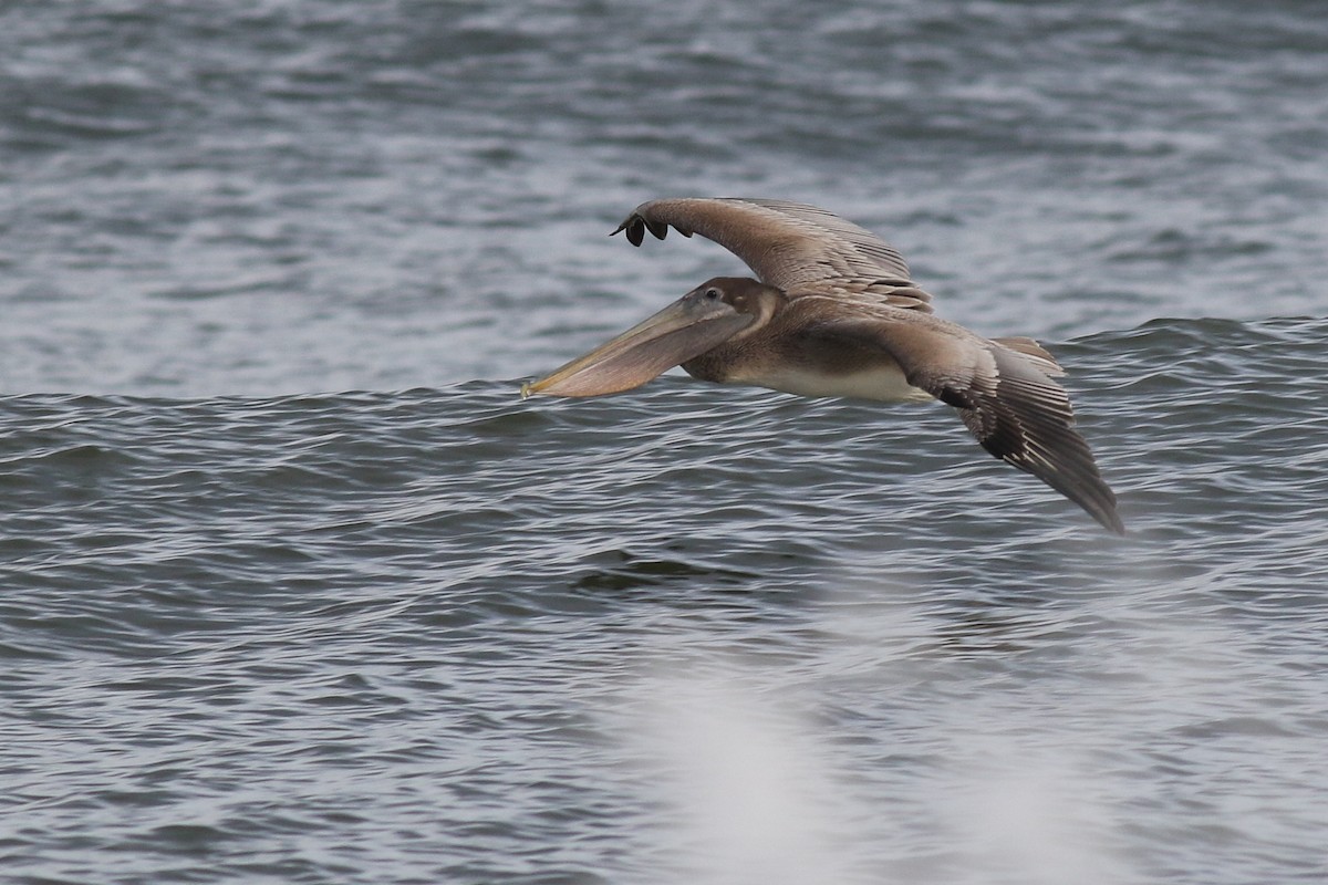 Brown Pelican - ML295004591