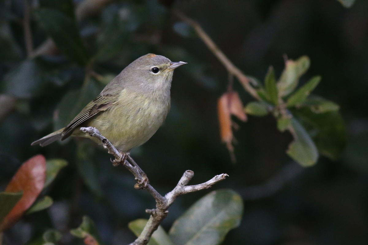 Orange-crowned Warbler - ML295004701