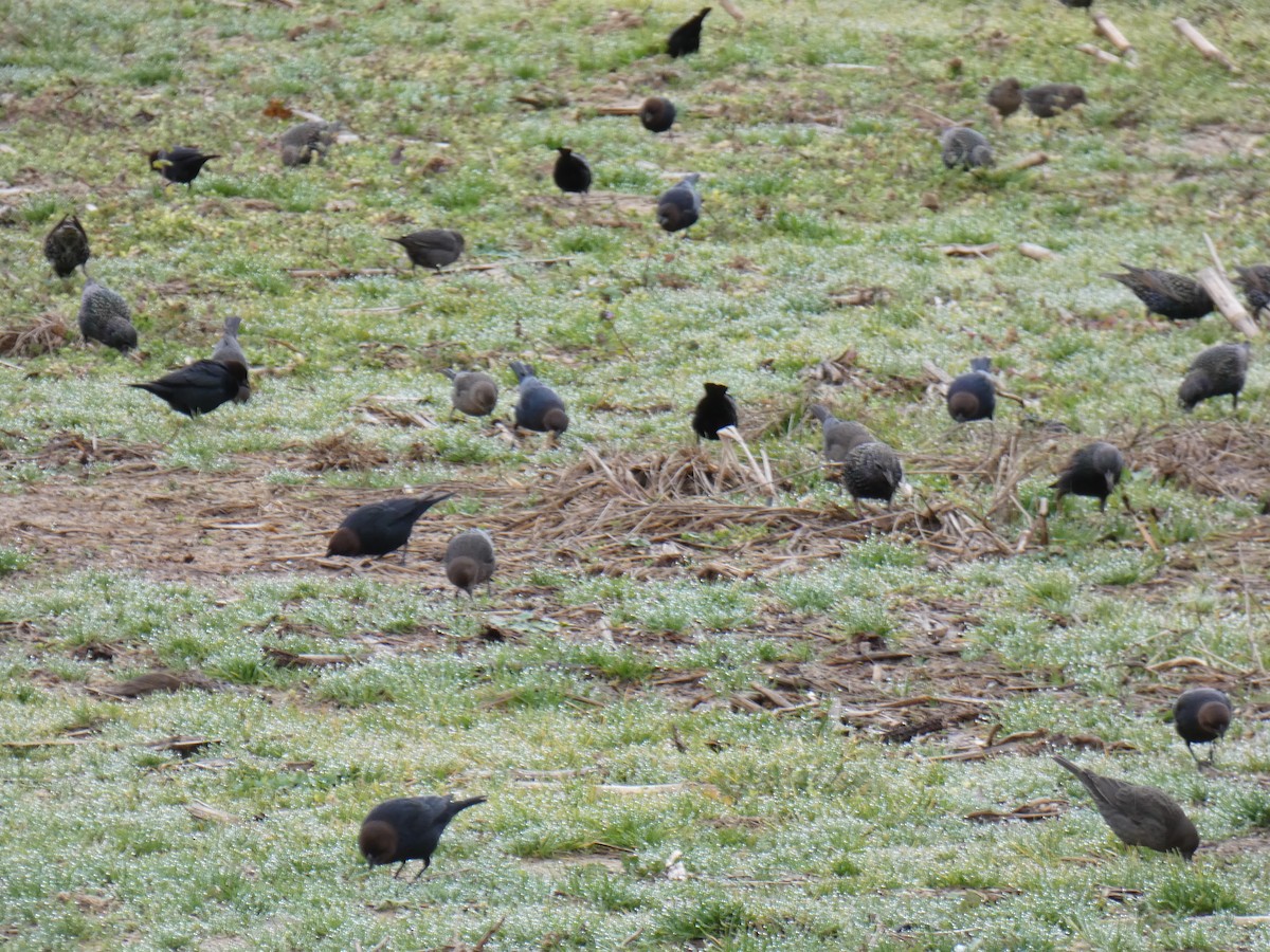 Brown-headed Cowbird - ML295005681