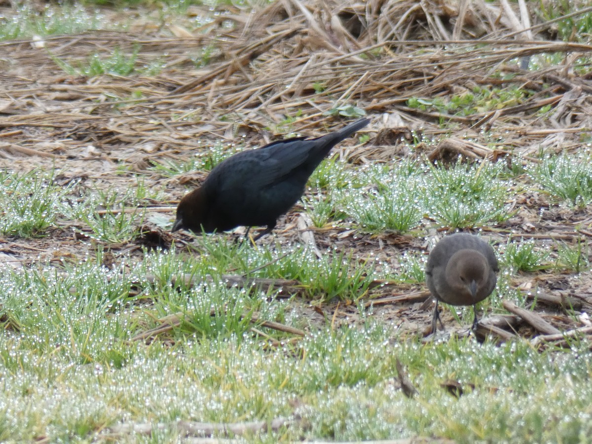 Brown-headed Cowbird - ML295005871