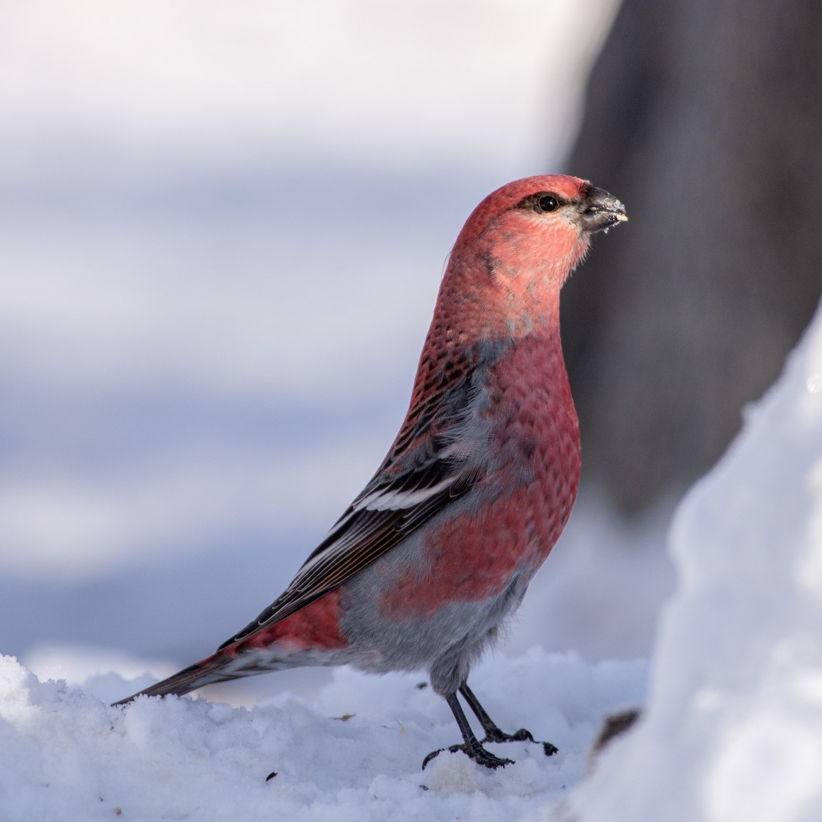 Нарсны шүршүү - ML295007191