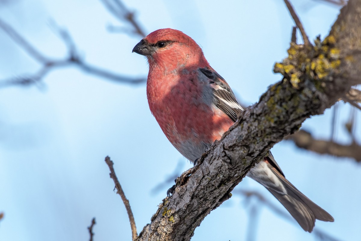 Нарсны шүршүү - ML295007221