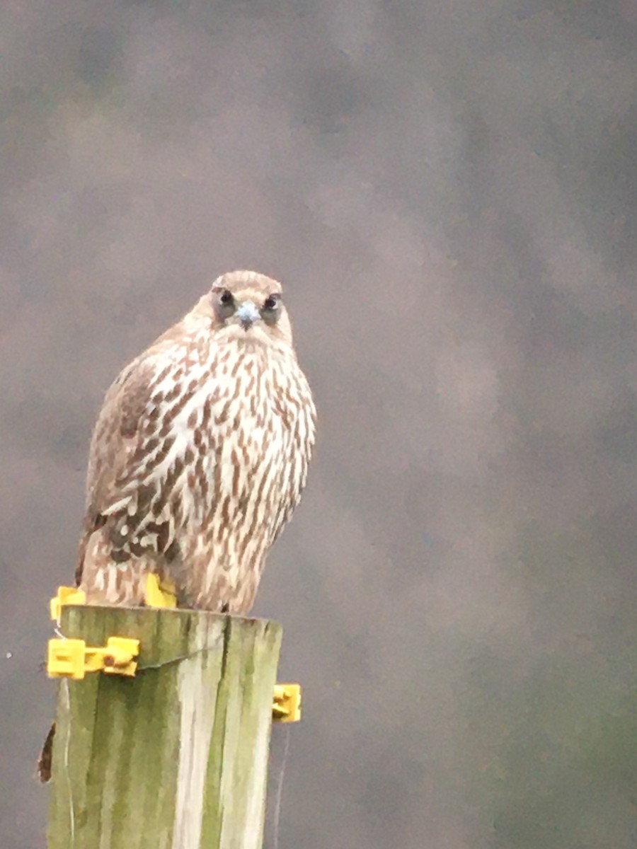 Gyrfalcon - Stuart Krasnoff