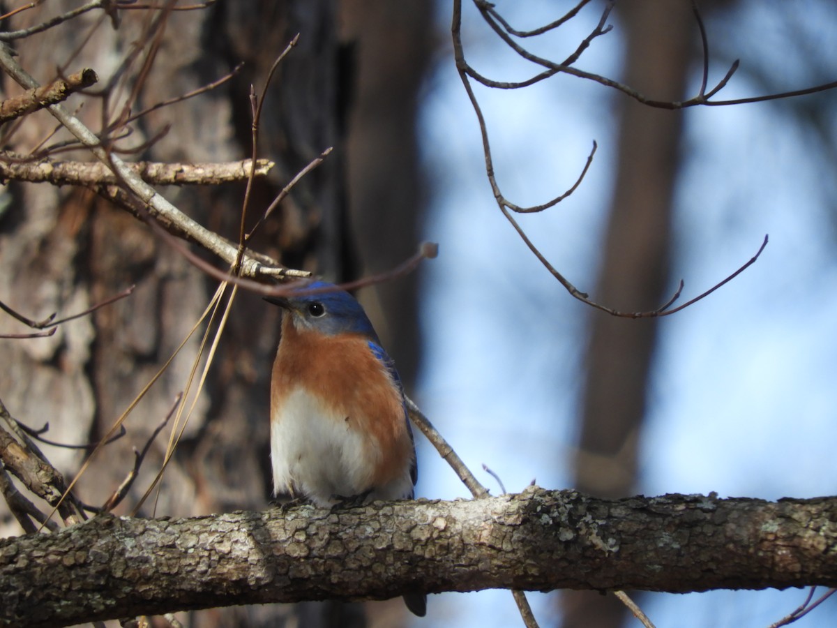 Eastern Bluebird - ML295011041