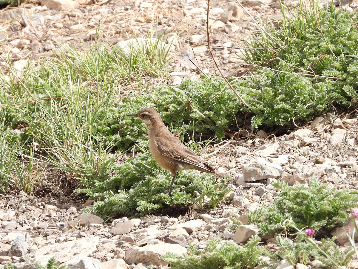 Buff-winged Cinclodes - ML295012351