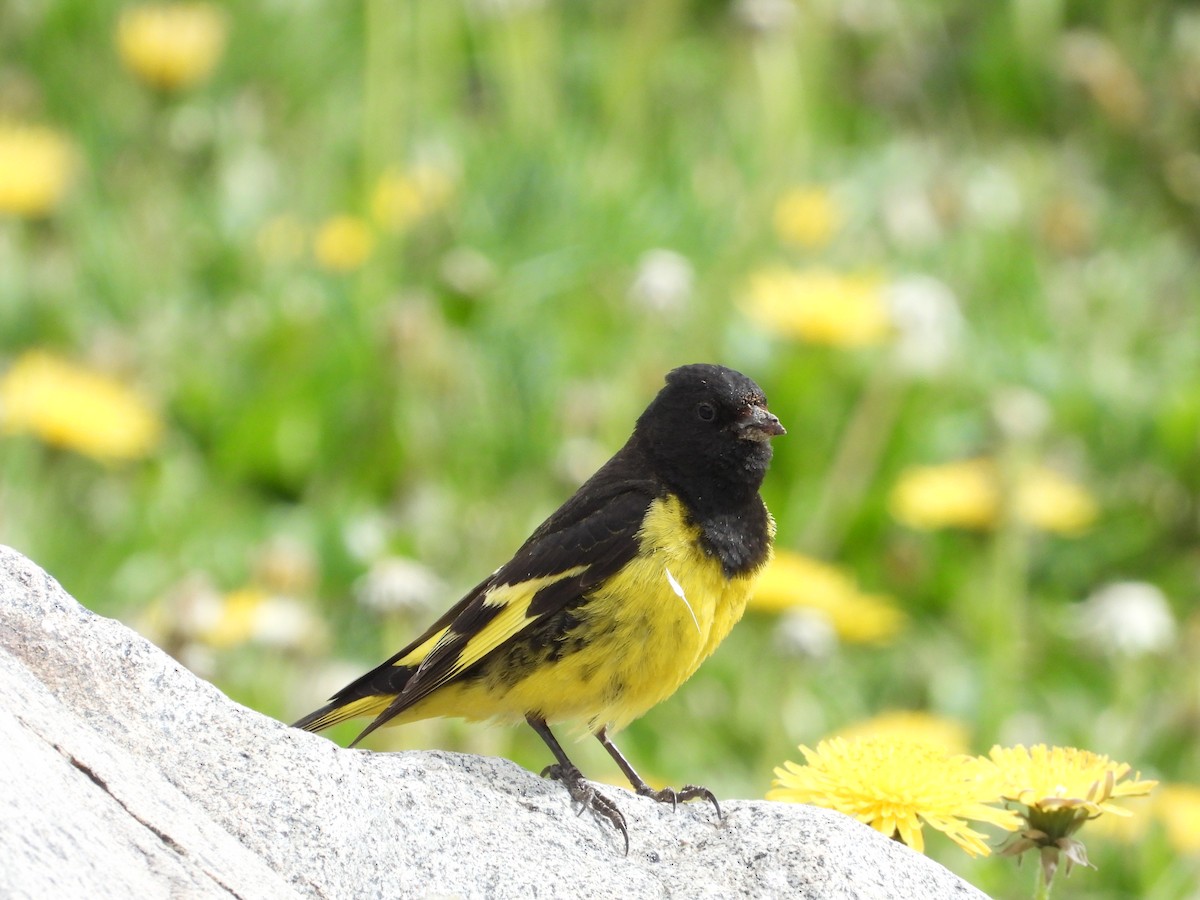 Yellow-rumped Siskin - ML295013961