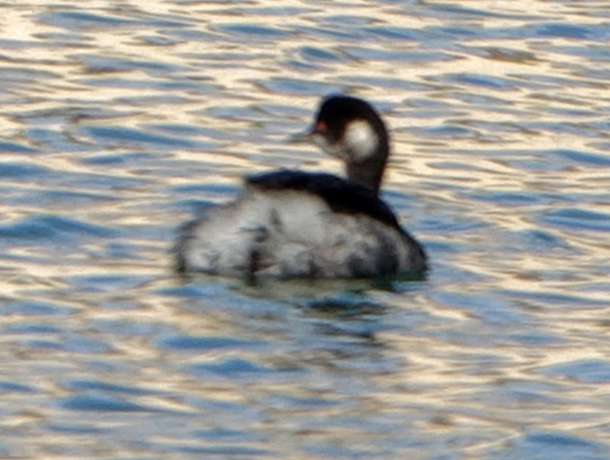 Eared Grebe - ML295014791