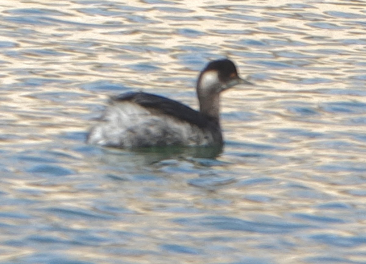 Eared Grebe - ML295014811