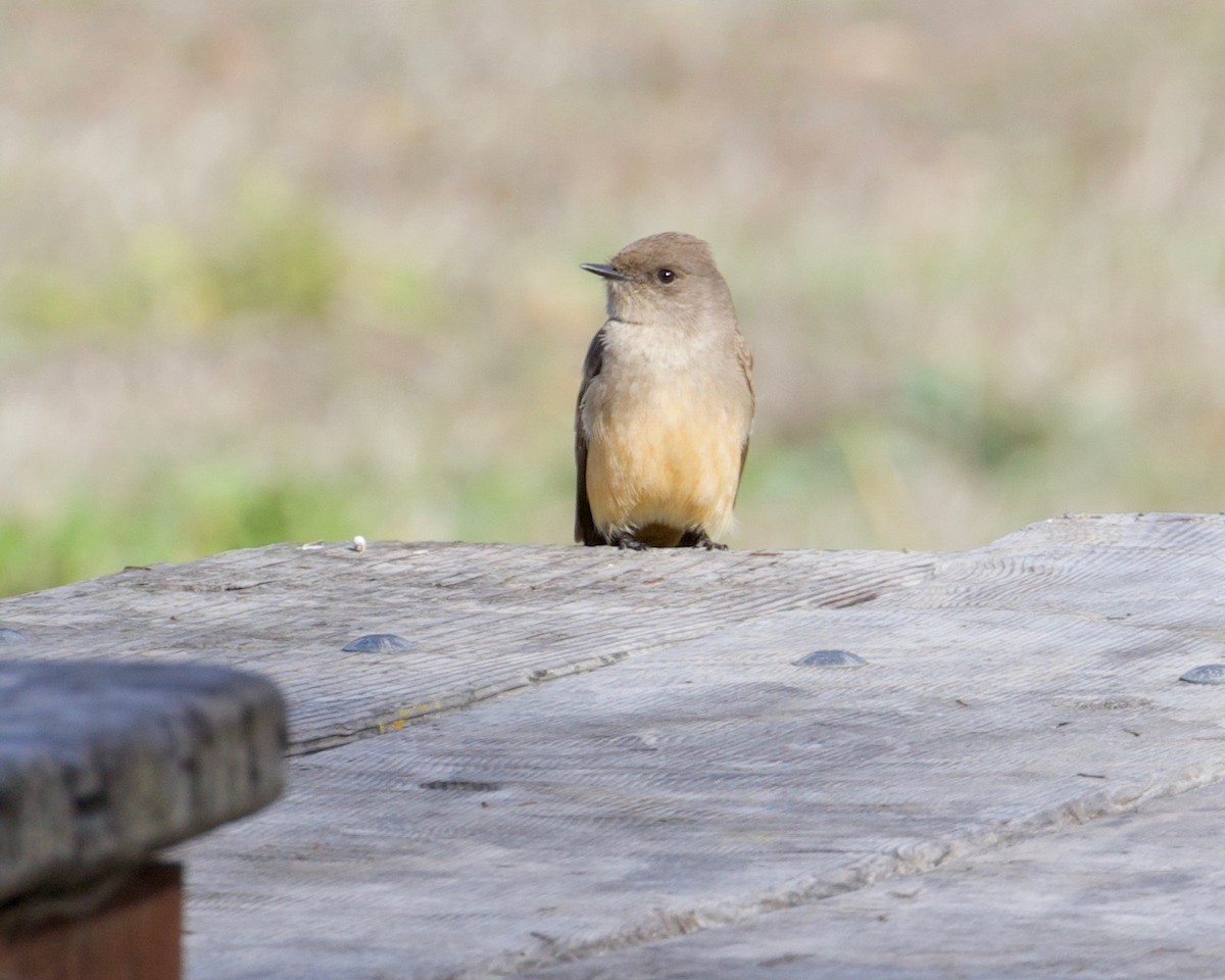 Say's Phoebe - Terence Degan