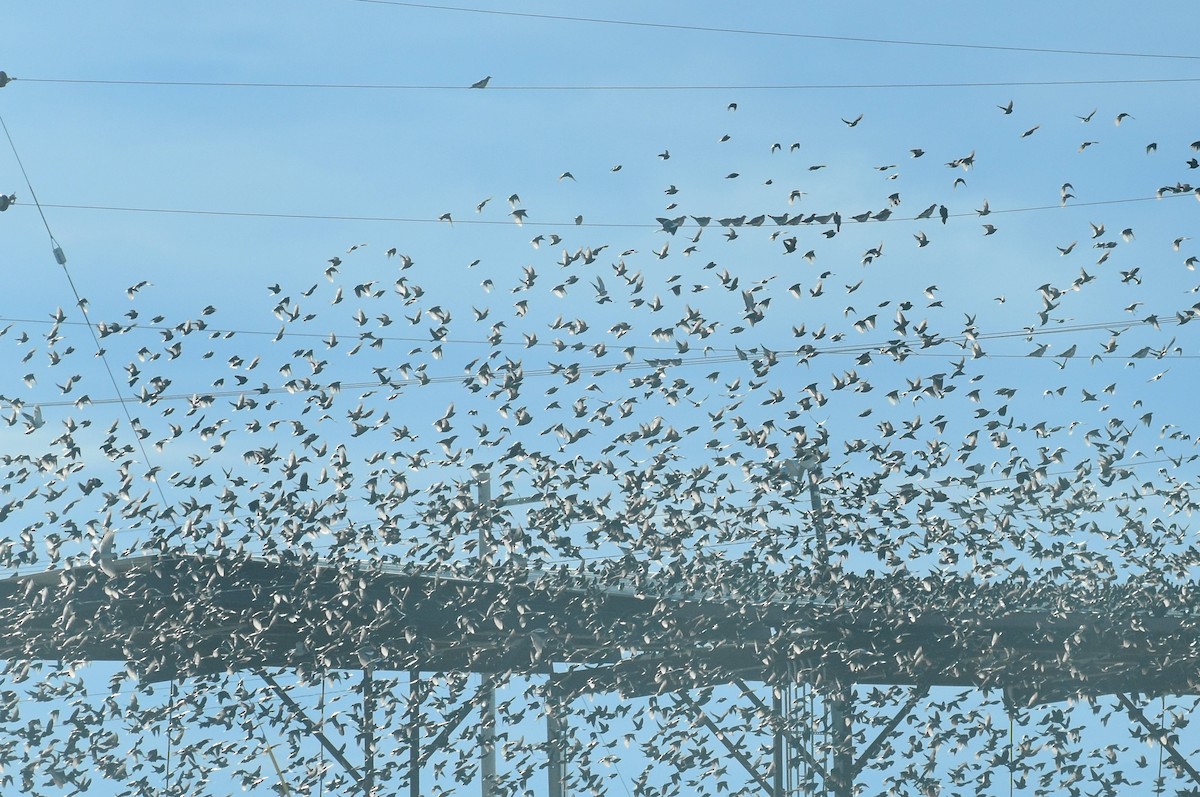 European Starling - ML295018921