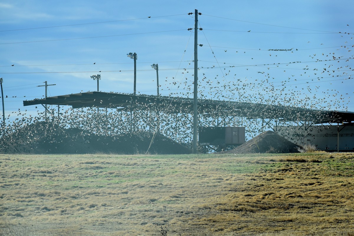 European Starling - ML295018941