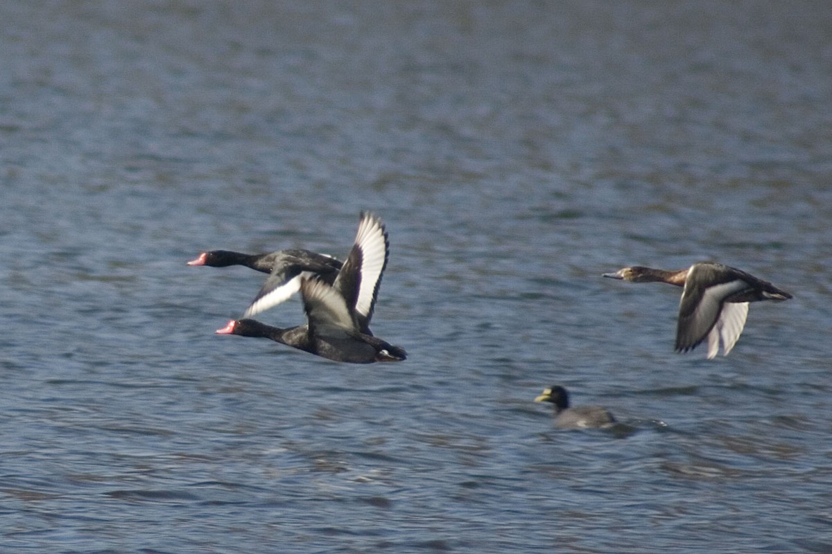 Rosy-billed Pochard - Gabriel Reinoso Franchino
