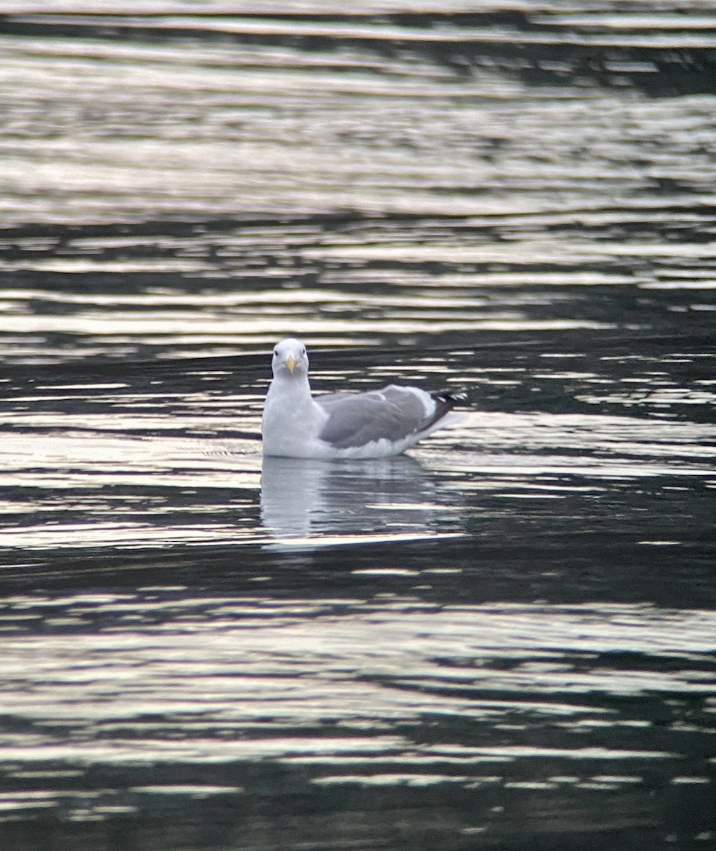 Gaviota Occidental - ML295020571