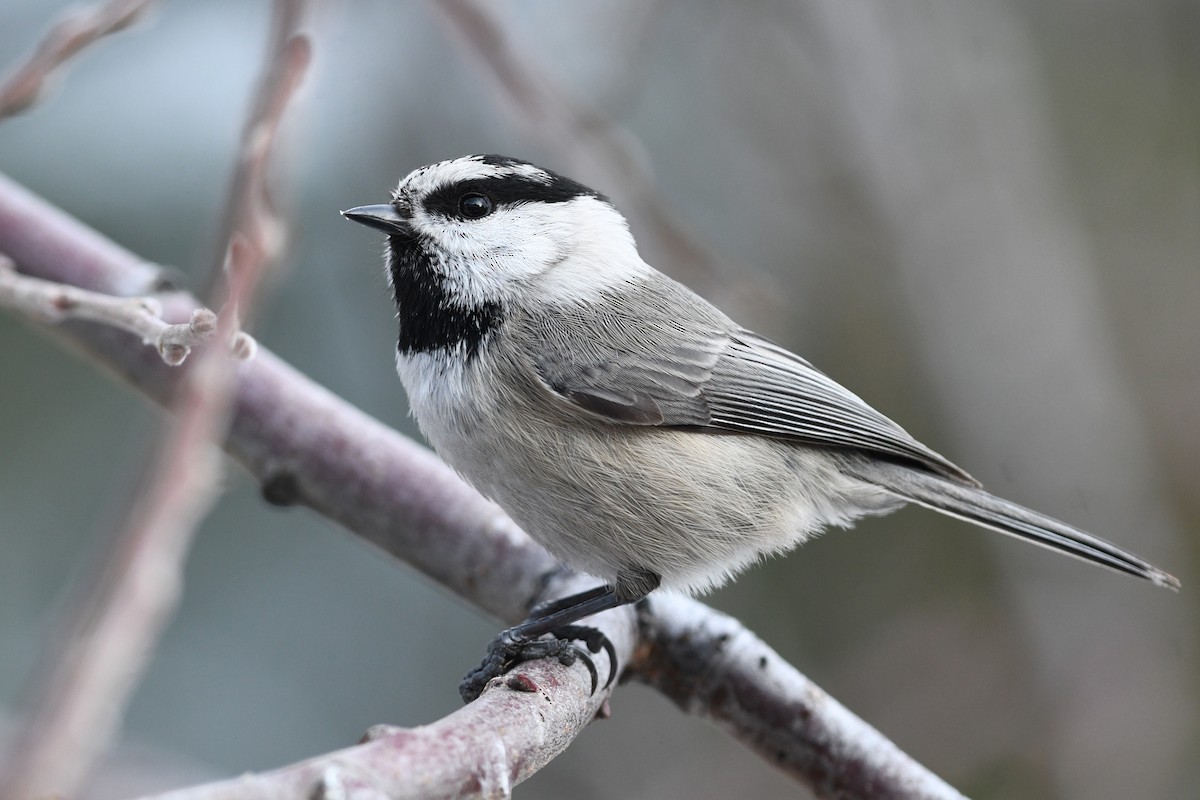 Mésange de Gambel - ML295022261