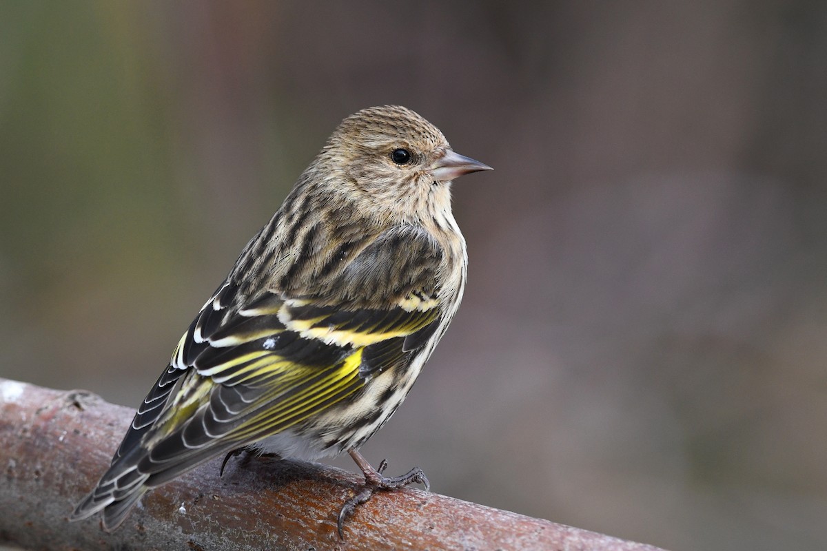 Pine Siskin - ML295022341