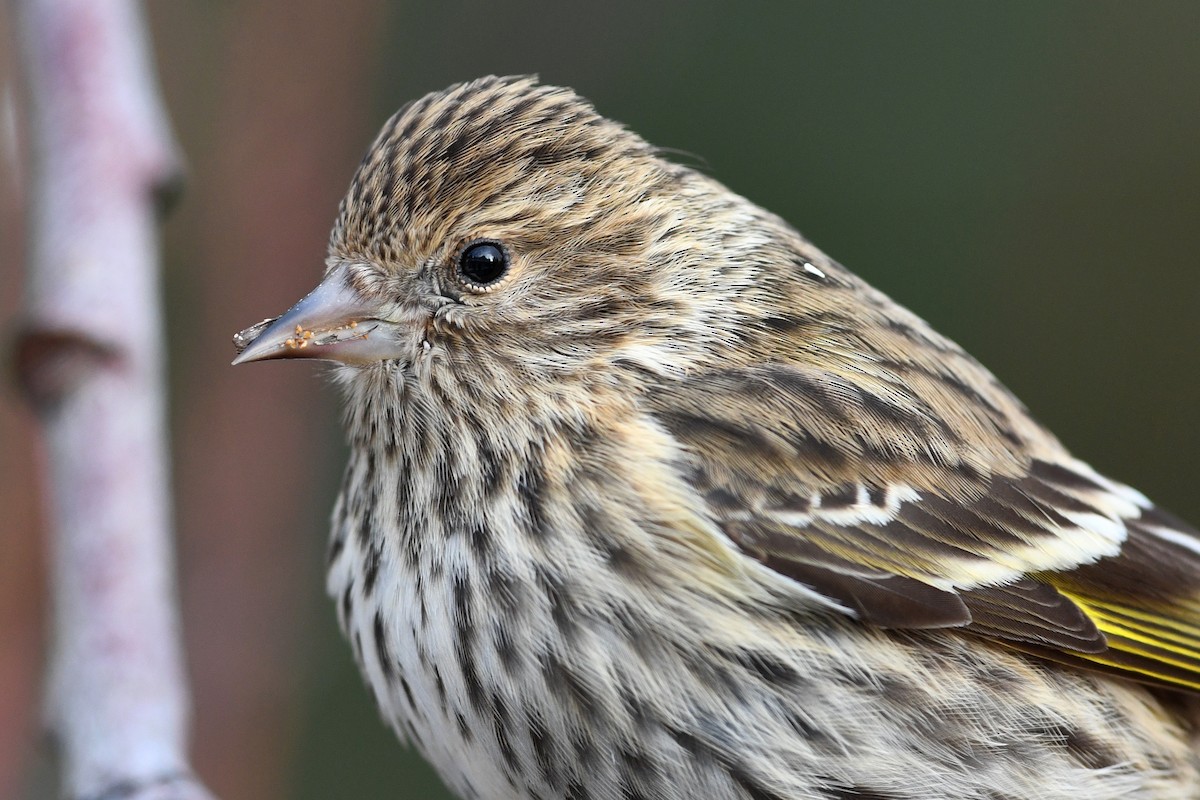 Pine Siskin - David M. Bell