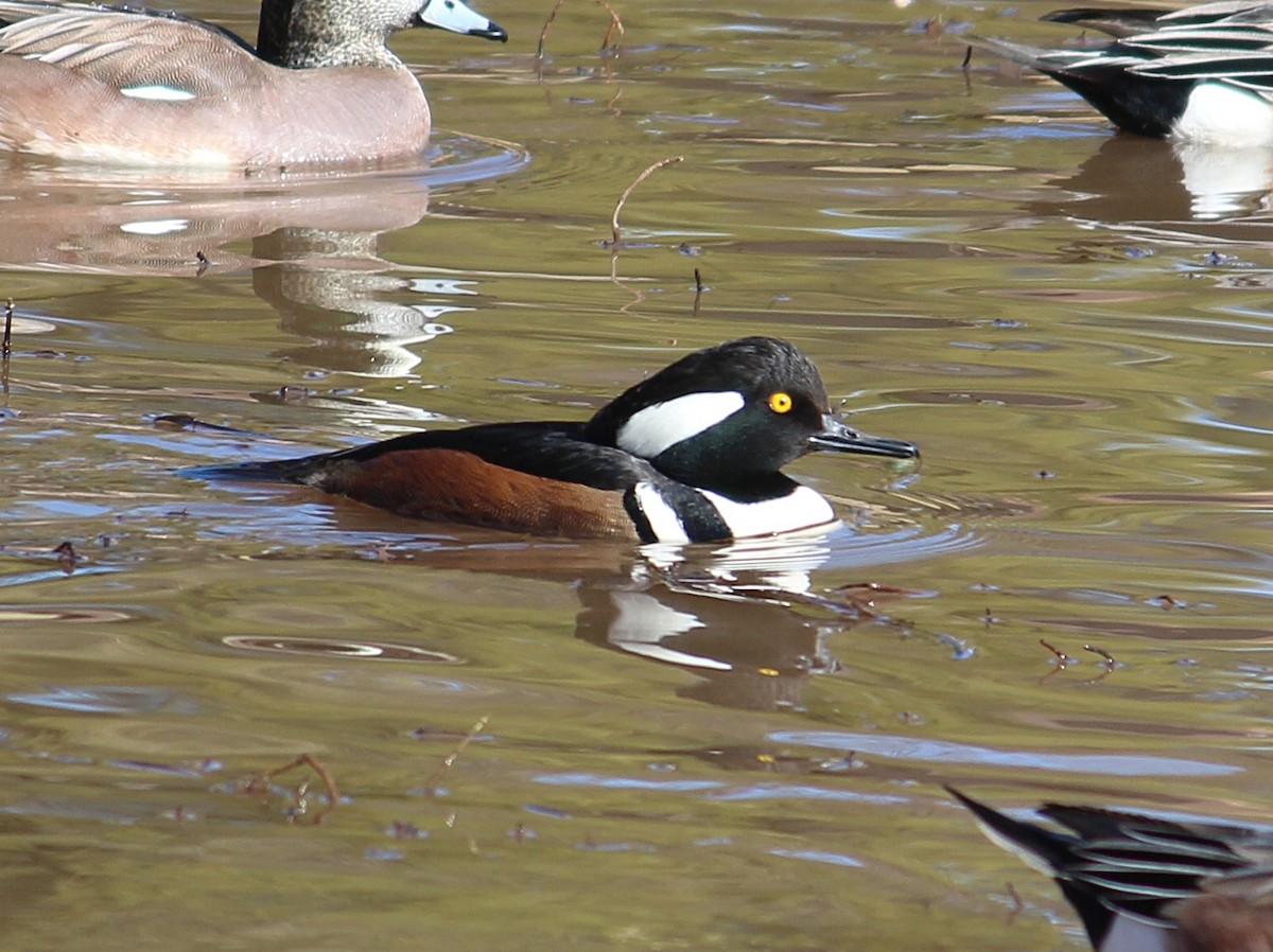 Hooded Merganser - ML295022661