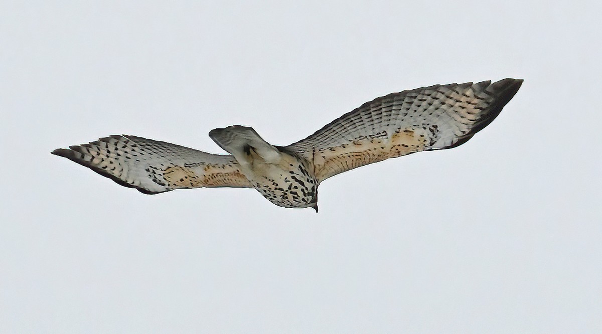 Red-shouldered Hawk - ML295023331