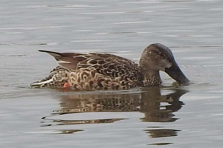 lžičák pestrý - ML295025431