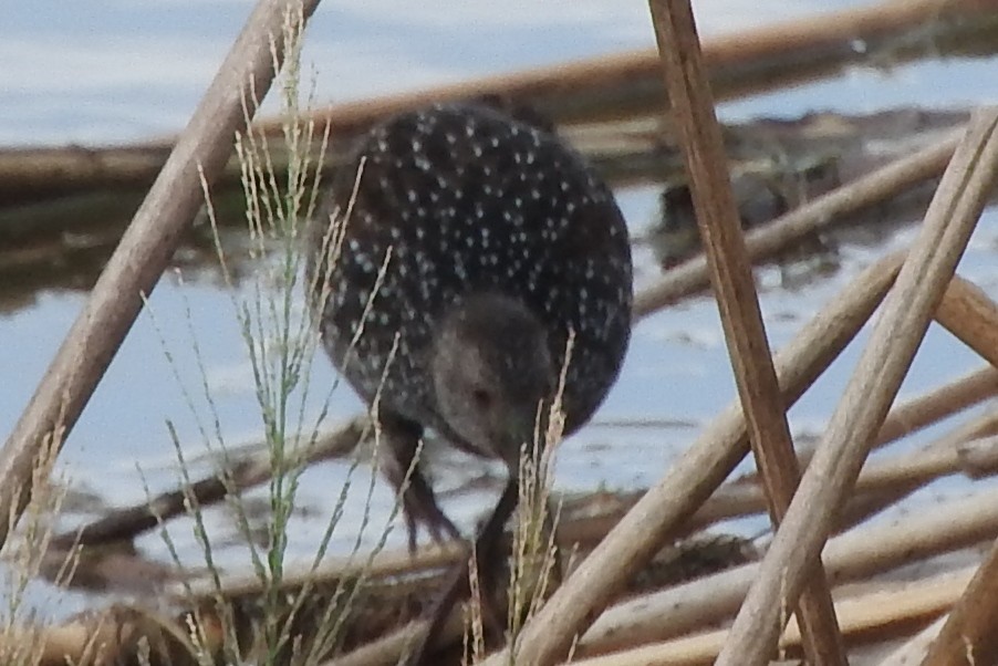 chřástal skvrnitý - ML295025971