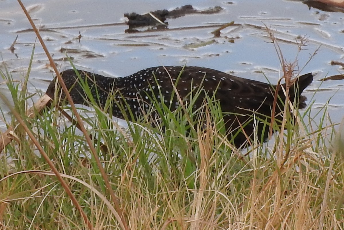 chřástal skvrnitý - ML295025991