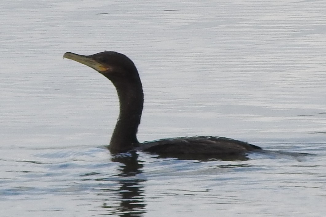 kormorán neotropický - ML295026631