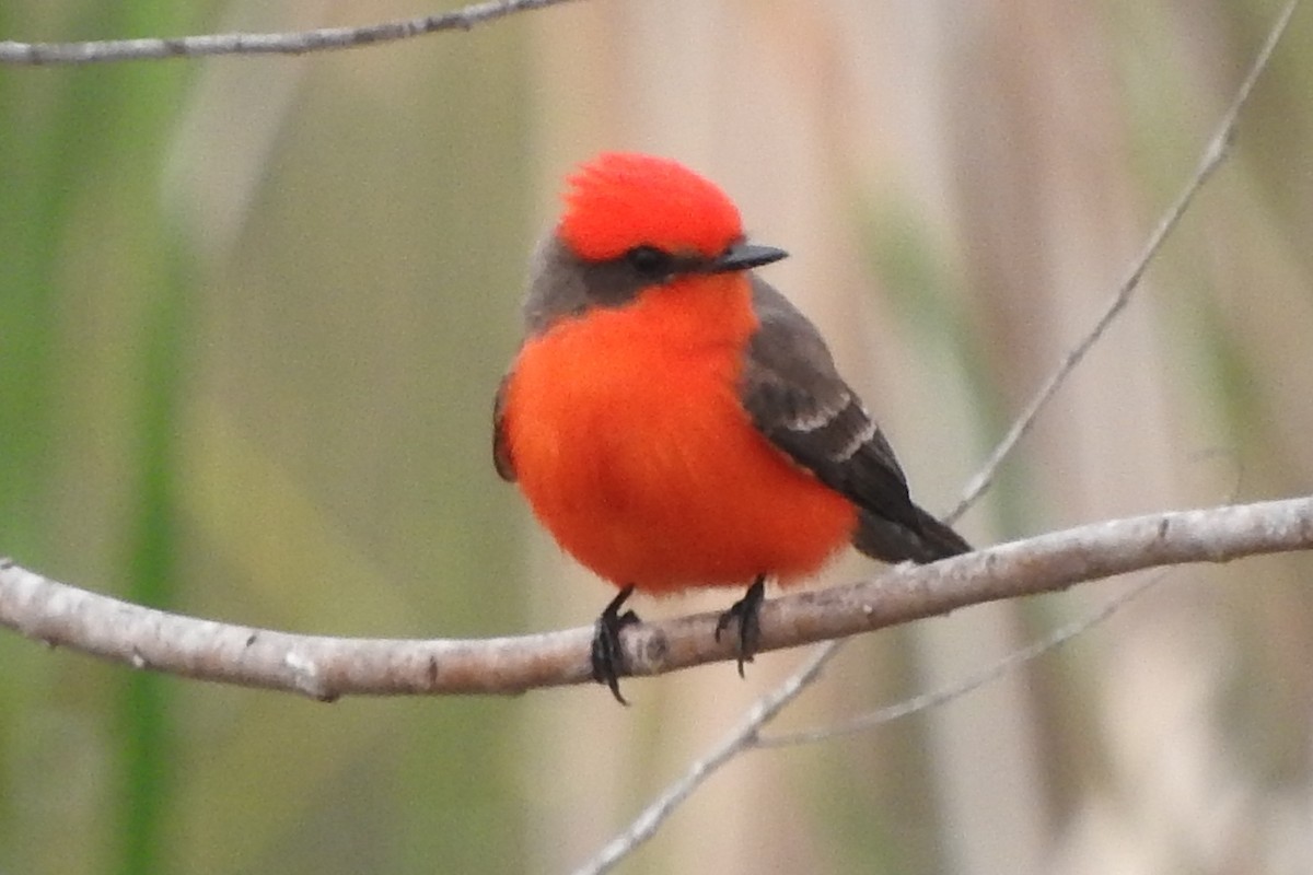 Vermilion Flycatcher - ML295026841