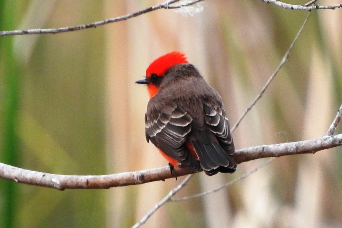 Vermilion Flycatcher - ML295026851