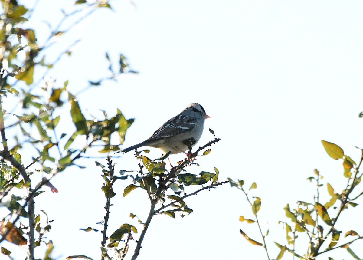 White-crowned Sparrow - ML295033351