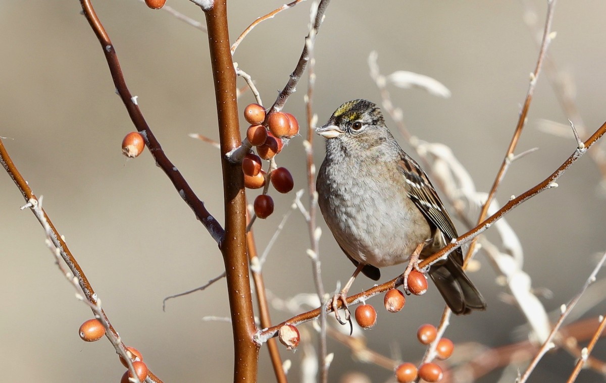 Golden-crowned Sparrow - ML295034731