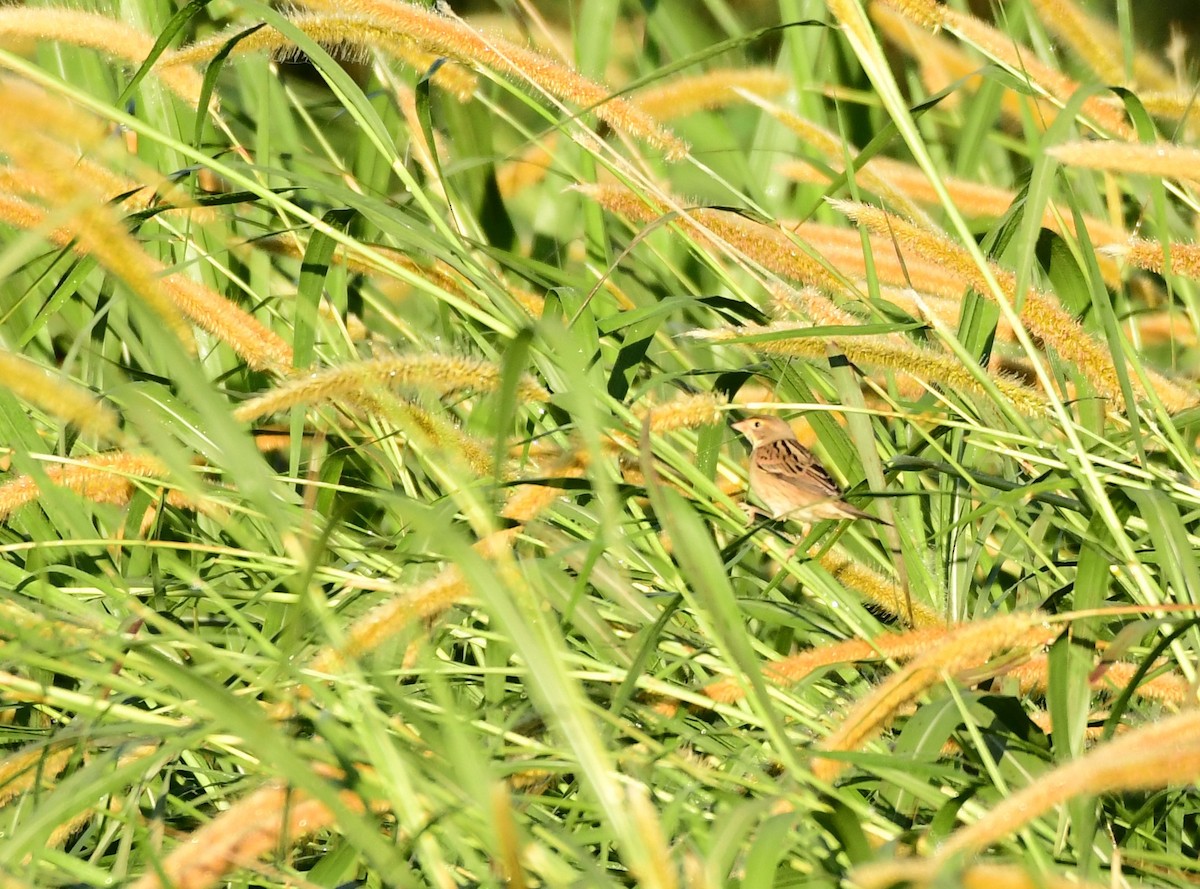 Dickcissel - ML295034911