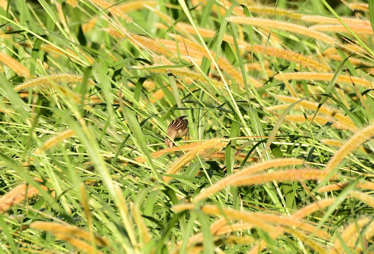 Dickcissel - ML295034931