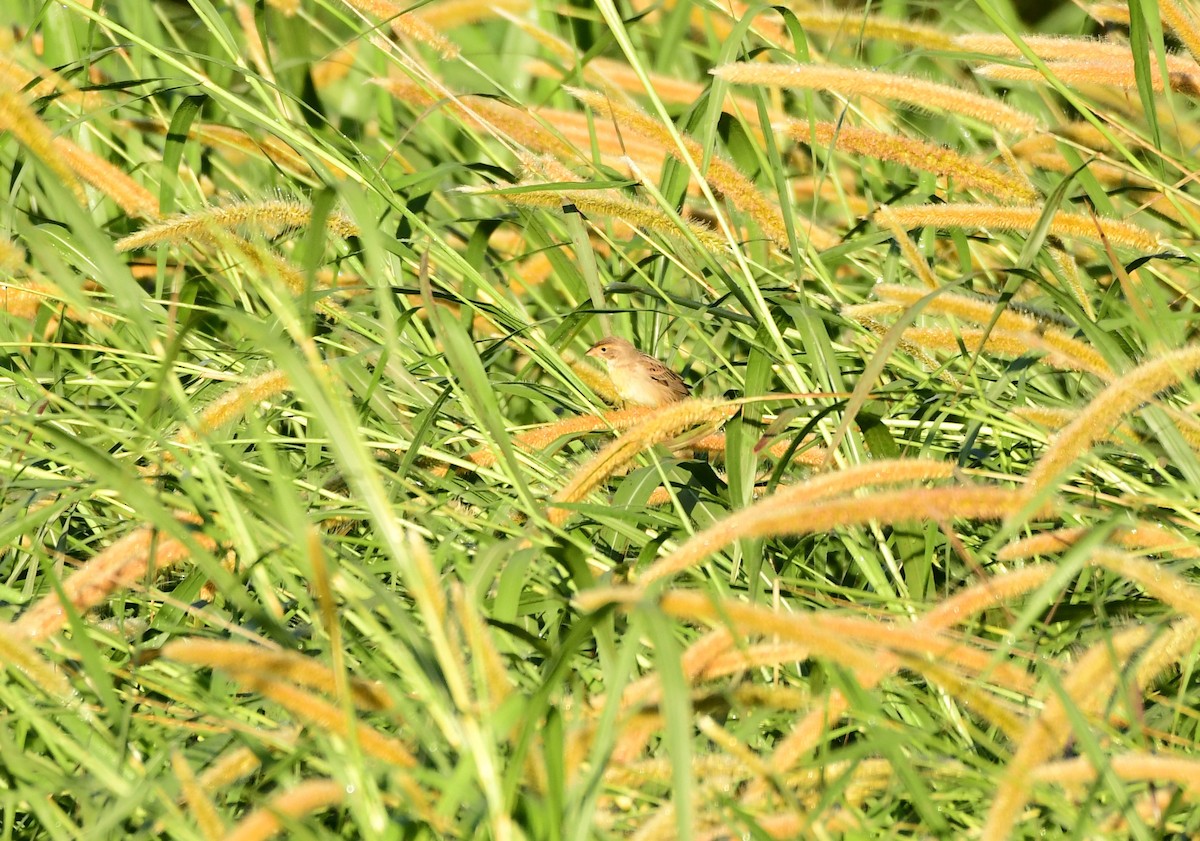 Dickcissel - ML295034951