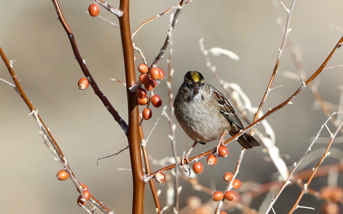 Golden-crowned Sparrow - ML295035211
