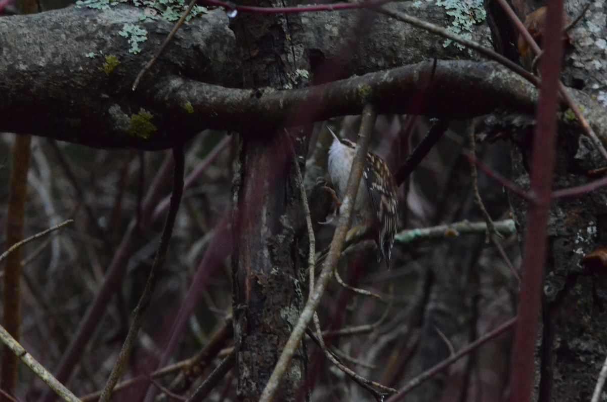 Brown Creeper - ML295035311