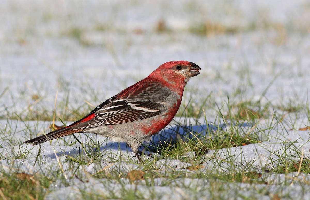 Pine Grosbeak - ML295035451