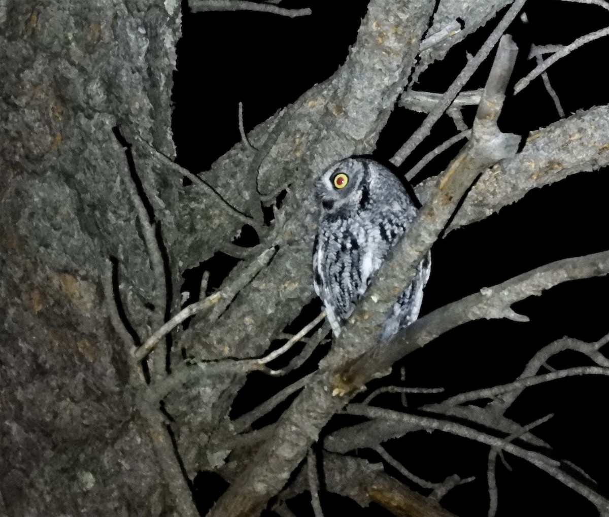 Western Screech-Owl - ML295035751