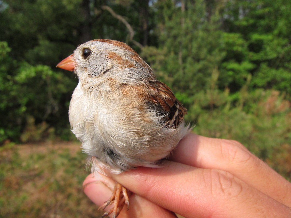 Field Sparrow - ML29503621