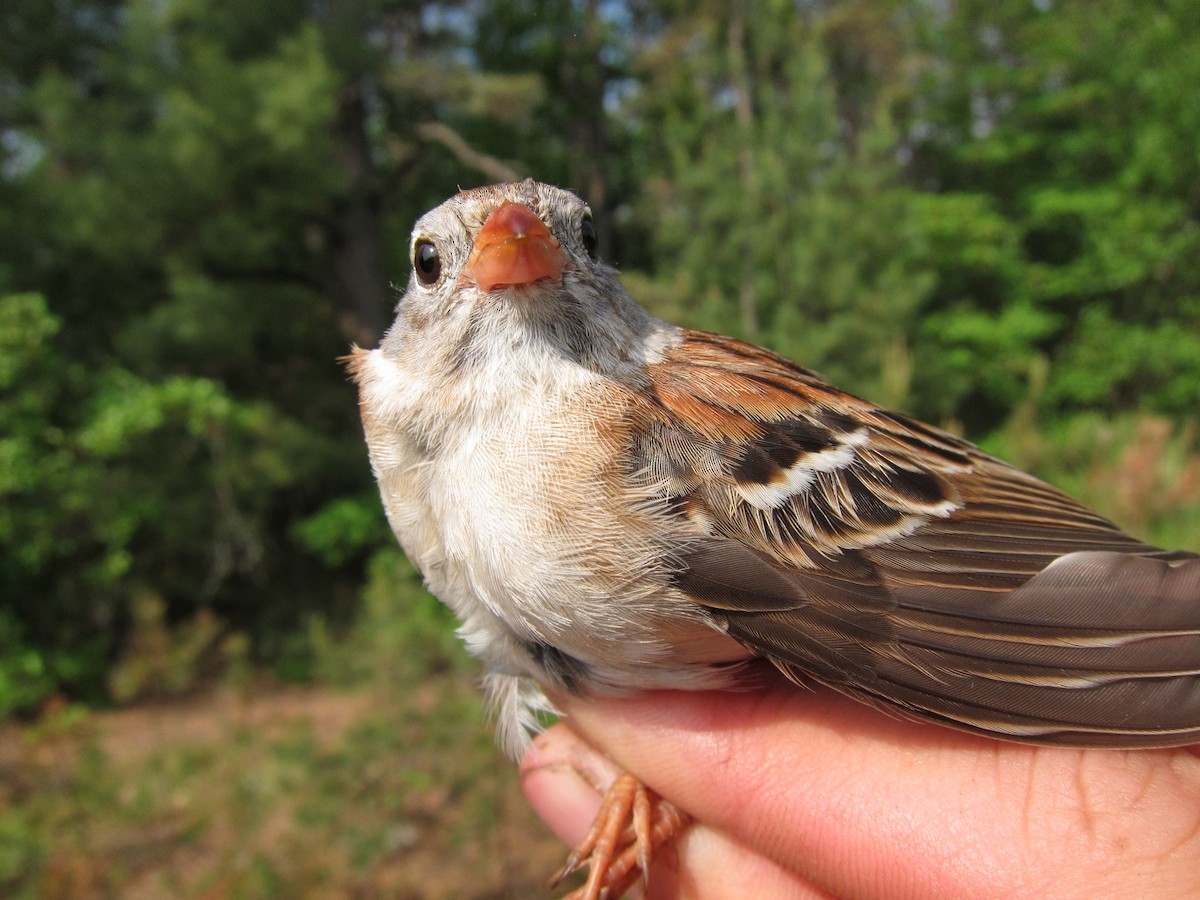 Field Sparrow - ML29503641