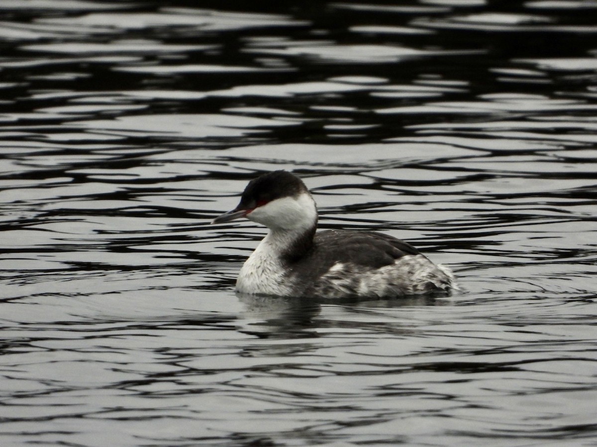 Horned Grebe - ML295036691