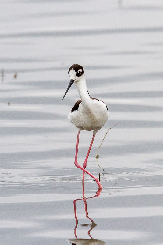 Black-necked Stilt - ML29503691