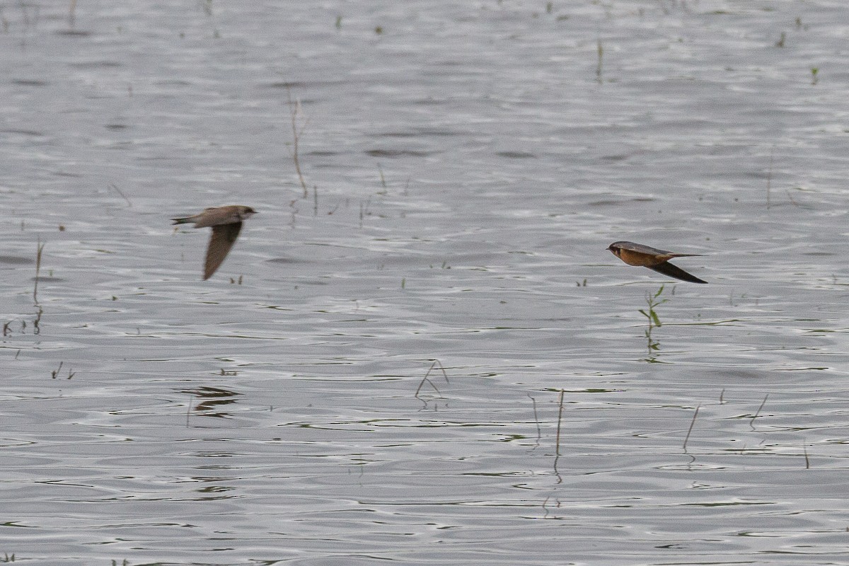 Bank Swallow - ML29503701