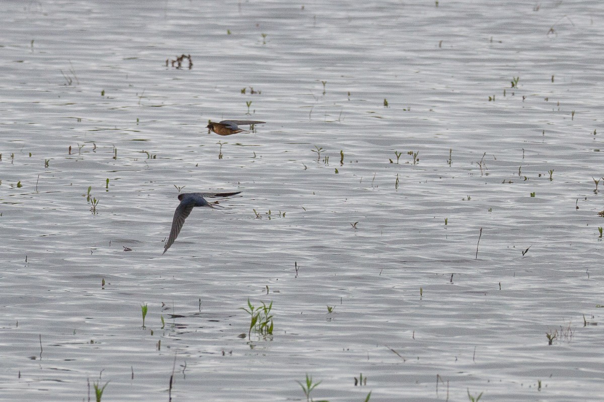 Barn Swallow - ML29503741